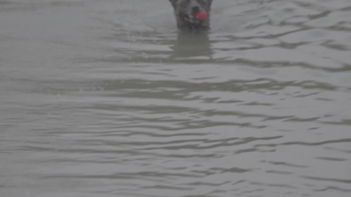 搜救犬下水