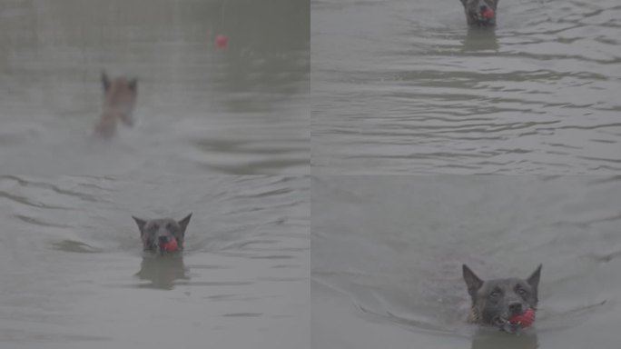 搜救犬下水