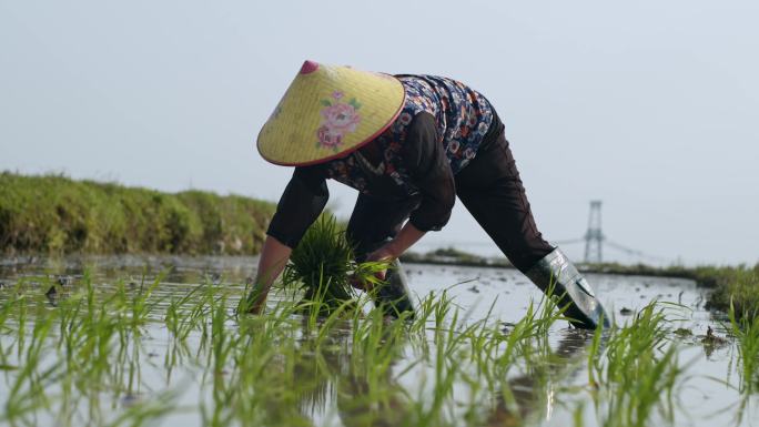 水稻种植插秧农田耕种种植大米