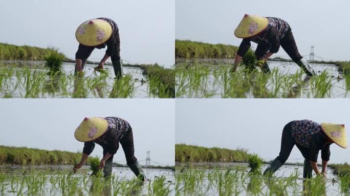 水稻种植插秧农田耕种种植大米