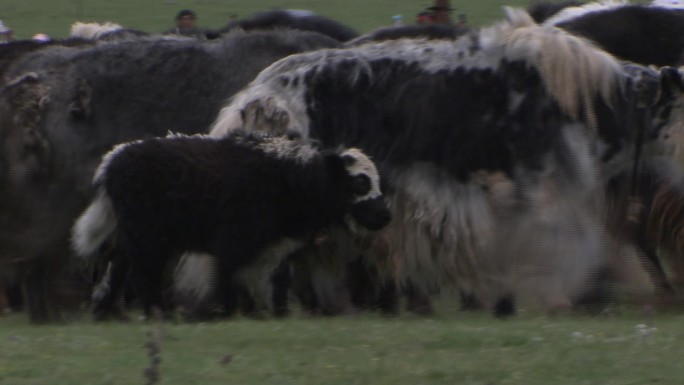 西藏 玉树牦牛