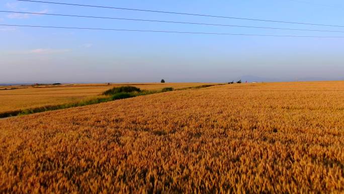 麦田 金黄的麦子 农业丰收丰收