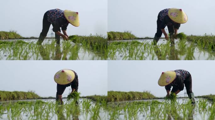 水稻种植插秧农田耕种种植大米