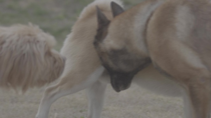 搜救犬视频素材