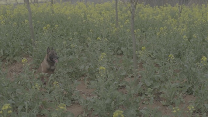 搜救犬视频素材