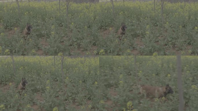 搜救犬视频素材