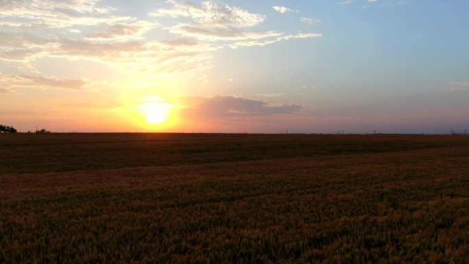 农业丰收麦穗特写 小麦丰收 风吹麦浪