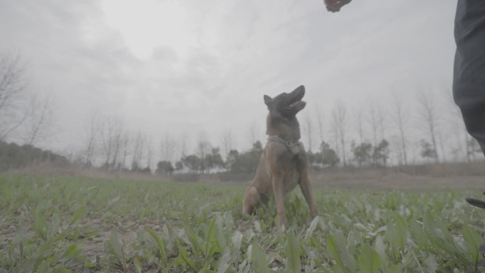 搜救犬视频素材