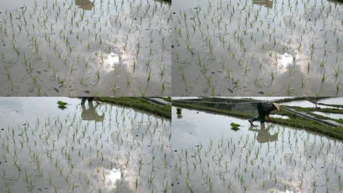 水稻种植插秧农田耕种种植大米