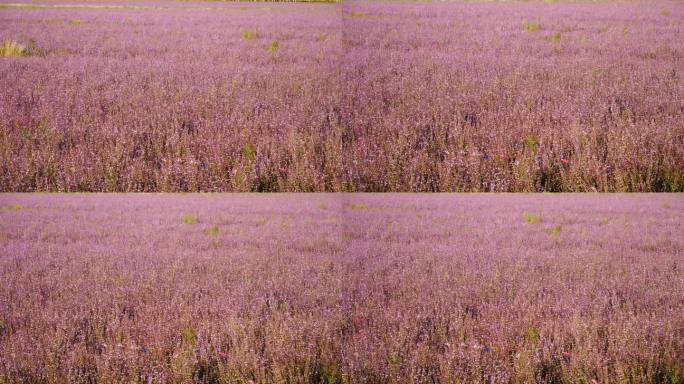 花卉系列---紫苏种植基地3