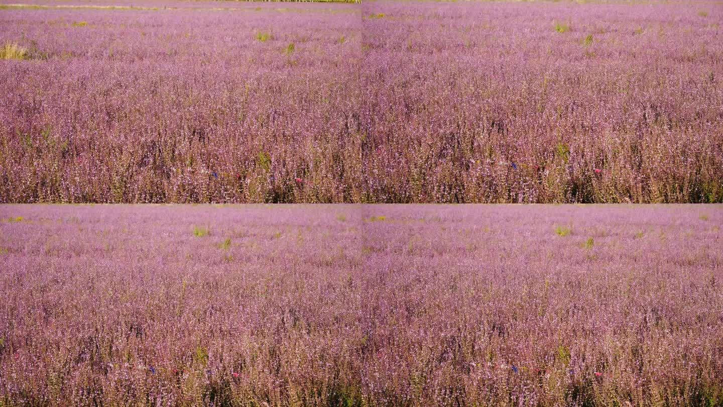 花卉系列---紫苏种植基地3