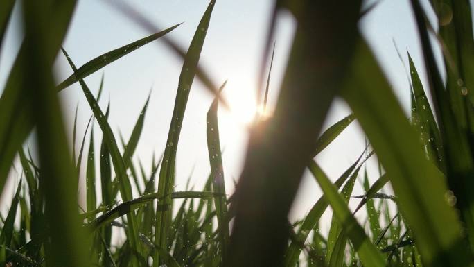 水稻禾苗生长  逆光太阳雨意境
