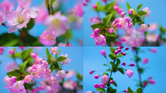 春天花朵樱花绽放过程植物延时9
