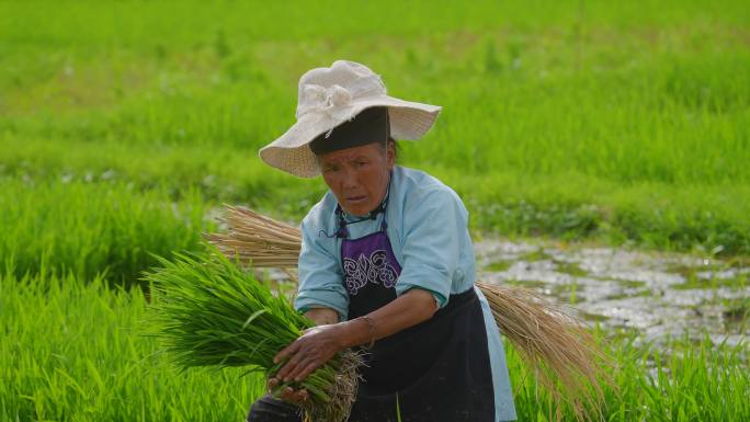 拔秧插秧种植水稻一个布依族老人在秧田栽秧