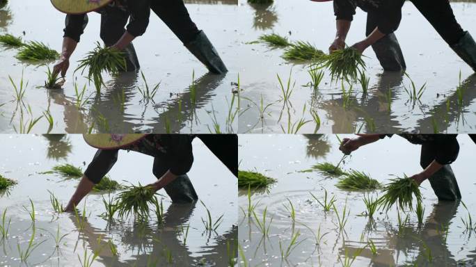 水稻种植插秧农田耕种种植大米