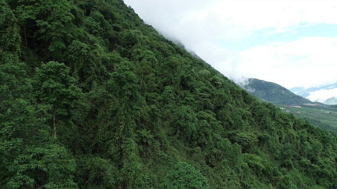 亚热带雨林0