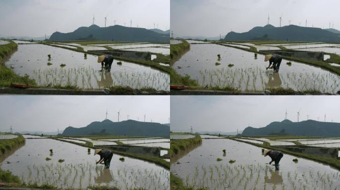 水稻种植插秧农田耕种种植大米