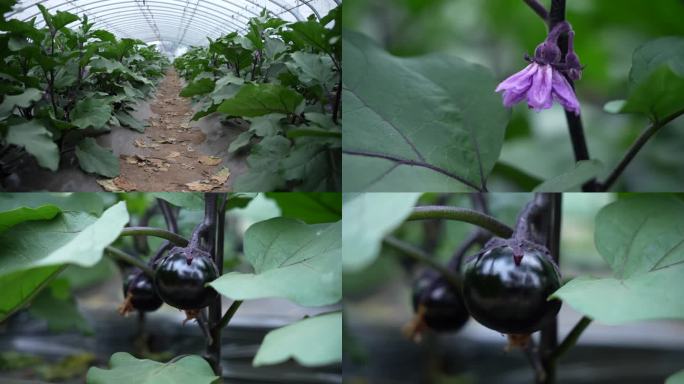 蔬菜茄子大棚冷棚全景特写一组空镜头