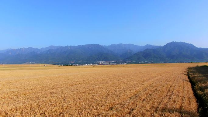 小麦 麦穗 色小麦