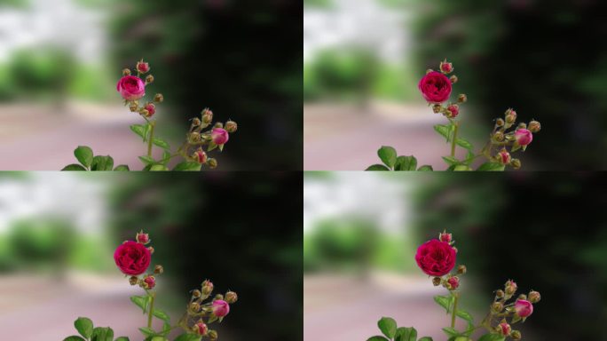 延时摄影蔷薇花开