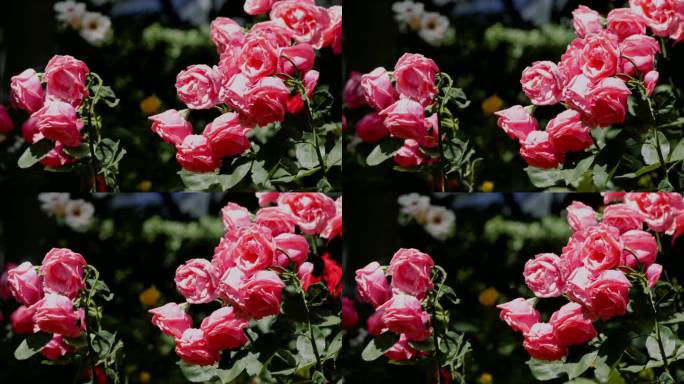 浓烈艳丽-烈日下的玫瑰