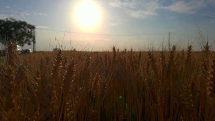 金黄的麦子 农业丰收丰收 农业丰收麦