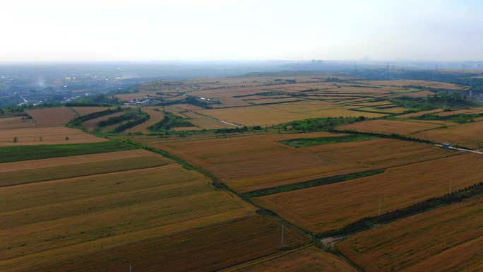 西安平原小麦 麦穗 色小麦