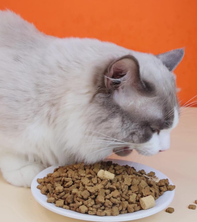 猫咪布偶猫宠物在桌上吃猫粮冻干竖版4k