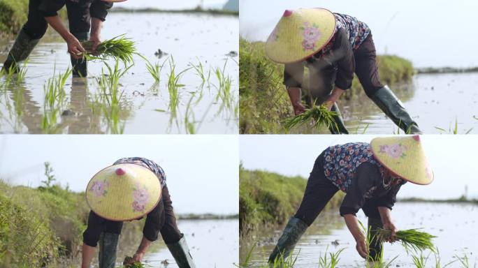 水稻种植插秧农田耕种种植大米