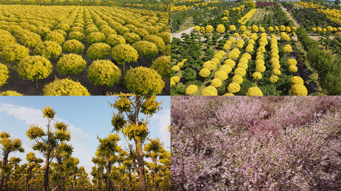 苗圃 绿化苗木 种植基地