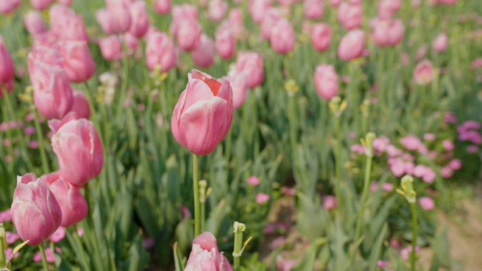 盐城郁金香花海培育浇灌4k