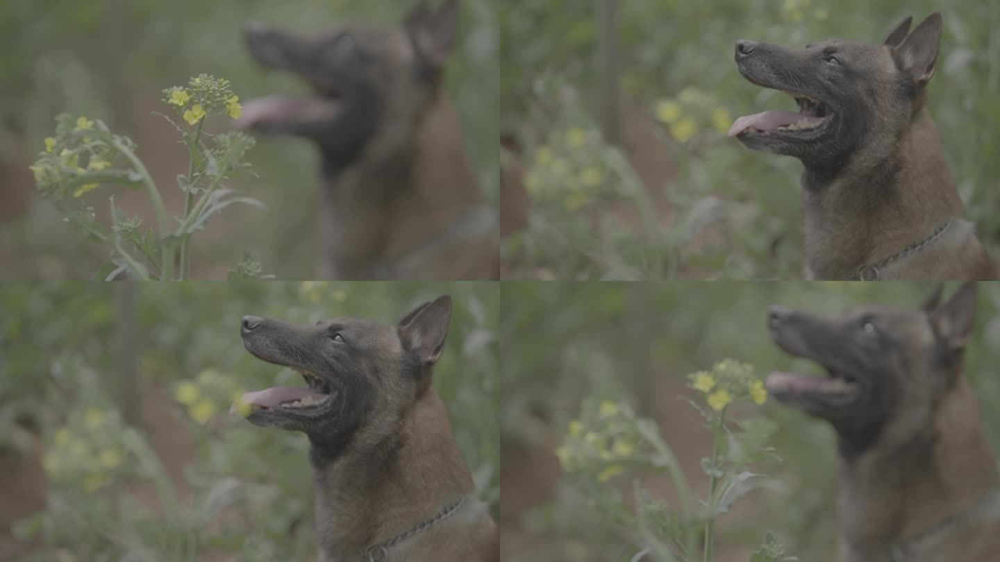 搜救犬视频素材