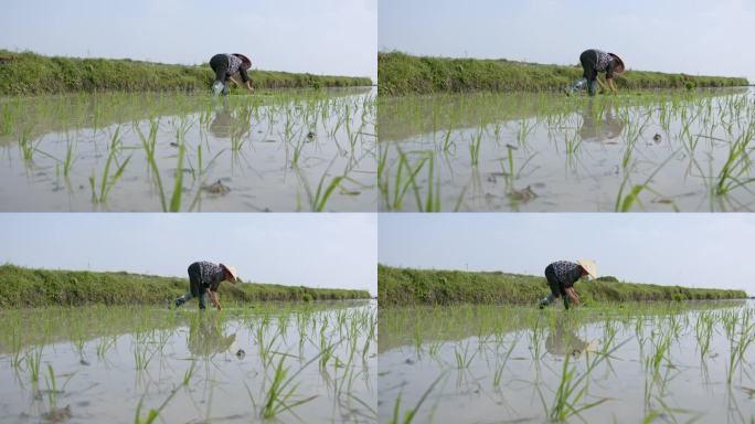 水稻种植插秧农田耕种种植大米