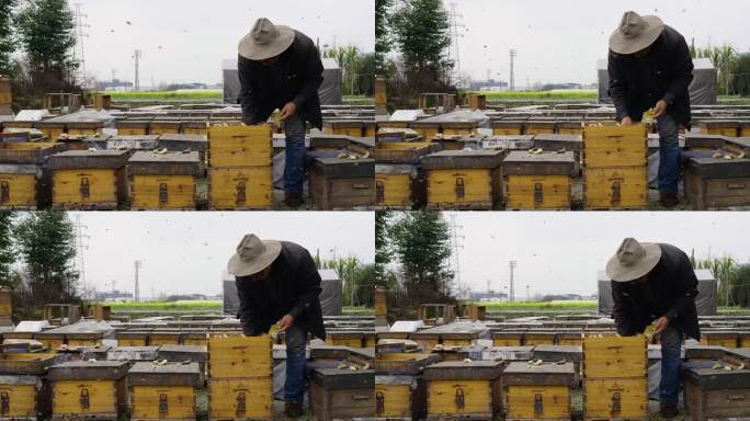 养蜂人在养蜂场忙碌劳动