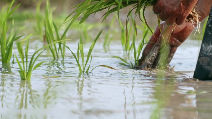 水稻种植插秧农田耕种种植大米