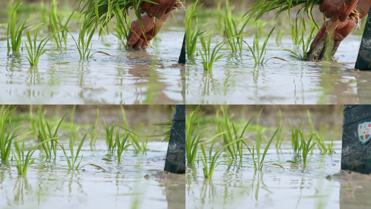 水稻种植插秧农田耕种种植大米