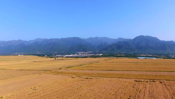 小麦 麦穗 色小麦 大丰