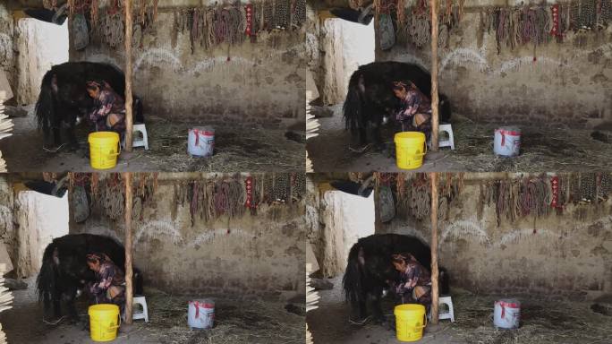 藏族妇女挤牛奶 奶牛 石头房 土房 绳子