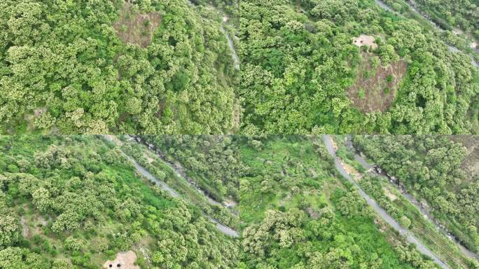 浙江山区经济林板栗山板栗花农村道路航拍