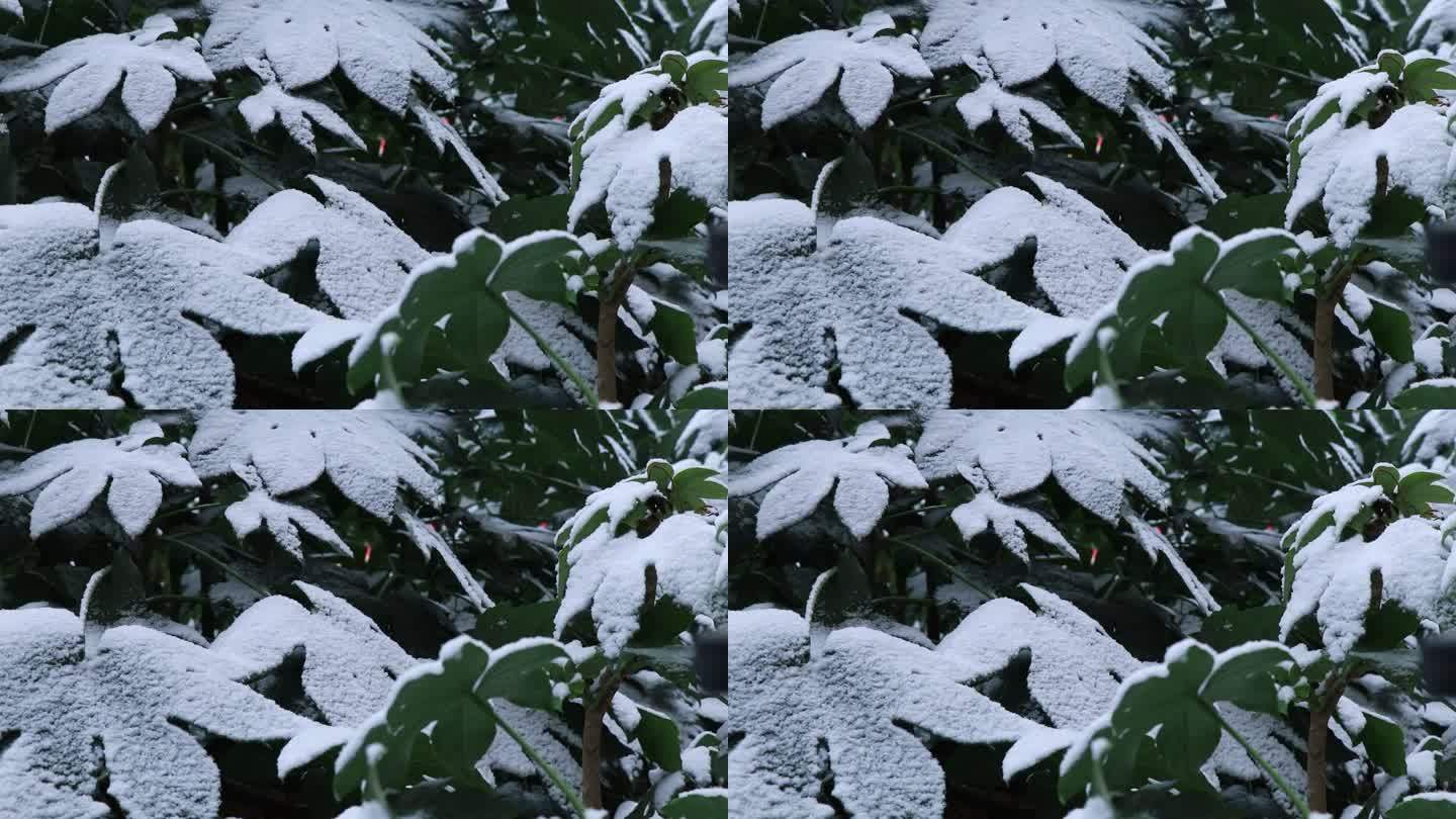 下雪时雪飘落在树叶上的空镜，静谧