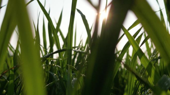 水稻禾苗生长   逆光太阳雨