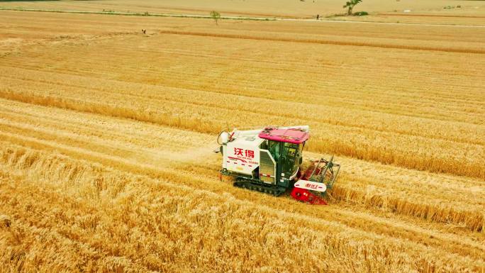 4K联合收割机收割小麦 丰收麦田