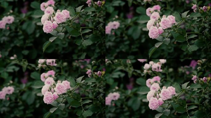 清新养眼-一枝盛开的粉色蔷薇
