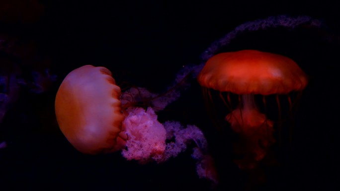 水母 海底世界 海洋馆 水族馆