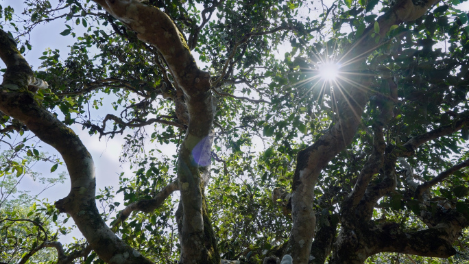 【原创】古茶树及其生态环境