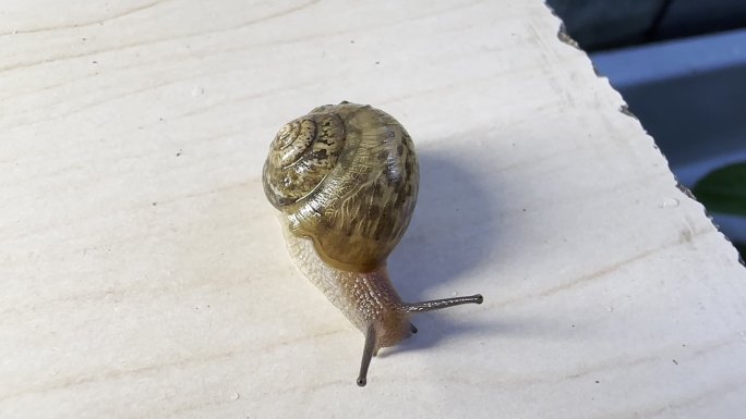 蜗牛爬行镜头