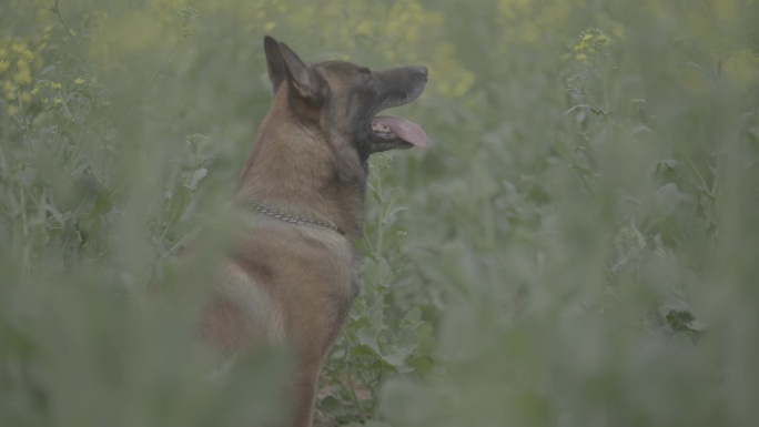 搜救犬视频素材