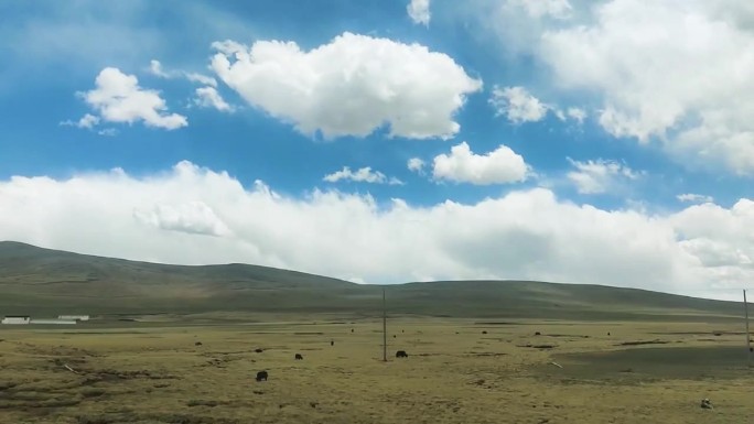 西藏 拉萨 草原 蓝天 白云 牛羊 火车