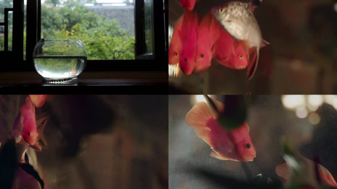 【合集】金鱼 观赏鱼 热爱鱼 锦鲤