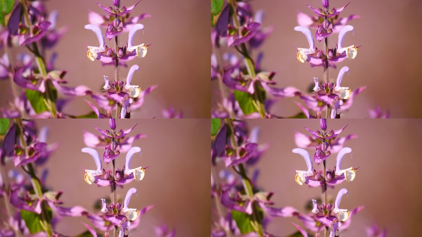 花卉系列---紫苏特写1